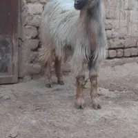 بزغاله ماده مناسب نگهداری جنس دوقلو