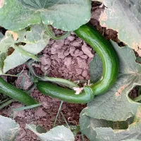 خیار و لوبیا سبز محلی