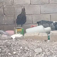 بوقلمون