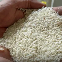برنج پر محصول تناژ و عمده هاشمی کیلویی 180تومان