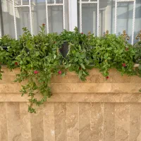 گل آپارتمانی|گل و گیاه طبیعی|تربتحیدریه, قائم|دیوار