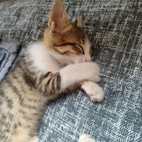 واگذاری بچه گربه دو ماهه نر