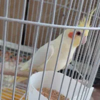 عروس هلندی