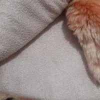 پالتو|کفش و لباس بچه|نیشابور, فیض آباد|دیوار