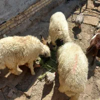 بره|حیوانات مزرعه|اهواز, کوی مندلی(سه راه خرمشهر)|دیوار