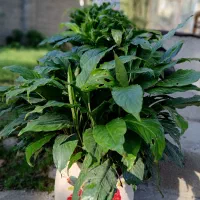 گل های طبیعی|گل و گیاه طبیعی|طاهرگوراب, |دیوار