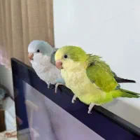 جوجه راهب