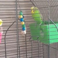 مرغ عشق فروش فوری|پرنده|سنندج, |دیوار