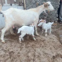 بز وچپش دو قلوزا