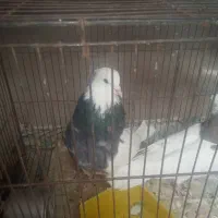 جفت طوقی