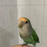 کوتوله نمکی