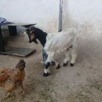 بزغاله