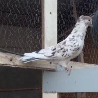 یک جفت نر سورور و ماده سفید یکت قهوه ای