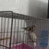 سهره  کرمانی نر|پرنده|گرگان, |دیوار