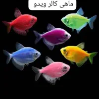 فروش آکواریوم و ماهیان زینتی