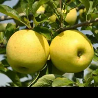 نهال  پیوندی گلدانی  قوی در نهالستان یاس نسترن|خدمات باغبانی و درختکاری|بیرجند, |دیوار