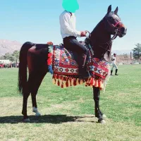 اسب مادیان|اسب و تجهیزات اسب‌سواری|پاسارگاد, |دیوار