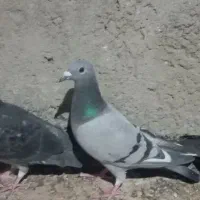 زاغ دم سفید سبز مگس|پرنده|زاهدان, |دیوار