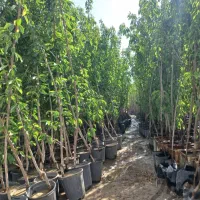 خدمات باغبانی گلکاری درختکاری محوطه شخم صفرتاصد
