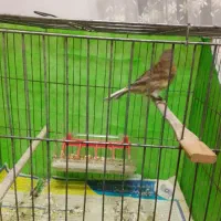 قناری نرجوجه ریز خان