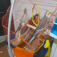 عروس هلندی تخم گزار با تجهیزات|پرنده|نوشهر, |دیوار