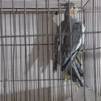 طوطی عروس مولد|پرنده|نظرآباد, رسالت|دیوار