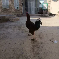 خروس|حیوانات مزرعه|فیروزه, |دیوار