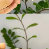 اکسسوری مو|زیورآلات و اکسسوری|اصفهان, خانه اصفهان|دیوار