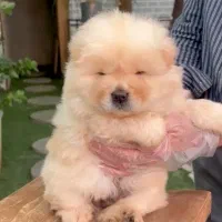 سگ چاوچاو سوپر چمپیون