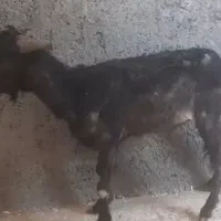 بزقاله