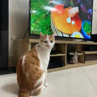 گمشده
