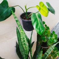 فیلندندرون