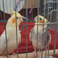 عروس هلندی نر وماده سخنگو