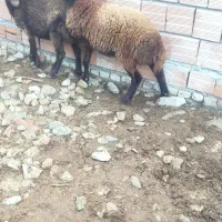 بره|حیوانات مزرعه|بندر ترکمن, |دیوار