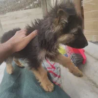 دو عدد ژرمن شپرد