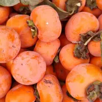 خریدار خرمالو