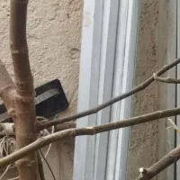 مقداری شمشه ب فروش می‌رسد