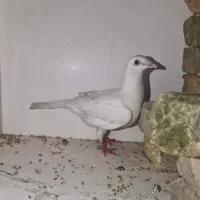 کفتر ماده المانی