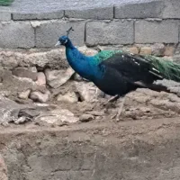 طاووس