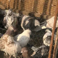 کبوتر تهرانی شهرستانی سرور،کله ماستی،قرمز|پرنده|فردیس, فردیس|دیوار