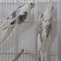 عروس هلندی دوکت البینو