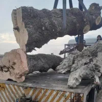 خریدار چوب درخت،تیر سقفی،پالت،ریشه،فروش زغال کبابی