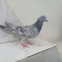 کبوترپلاکی|پرنده|اهواز, شریعتی جنوبی|دیوار