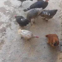 ۳عدد بقلمون ماده