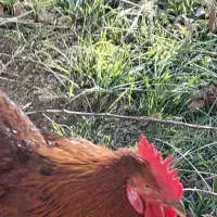 خروس محلی|حیوانات مزرعه|مشهد, میعاد (شهرک غرب)|دیوار