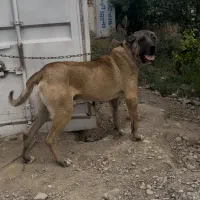 سگ سرابی