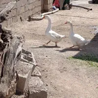 قو غاز
