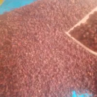 زغال اخته خشک بدون هسته تازه