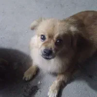 سگ پامرانین ماده|سگ|آمل, |دیوار