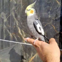 عروس هلندی سخنگو